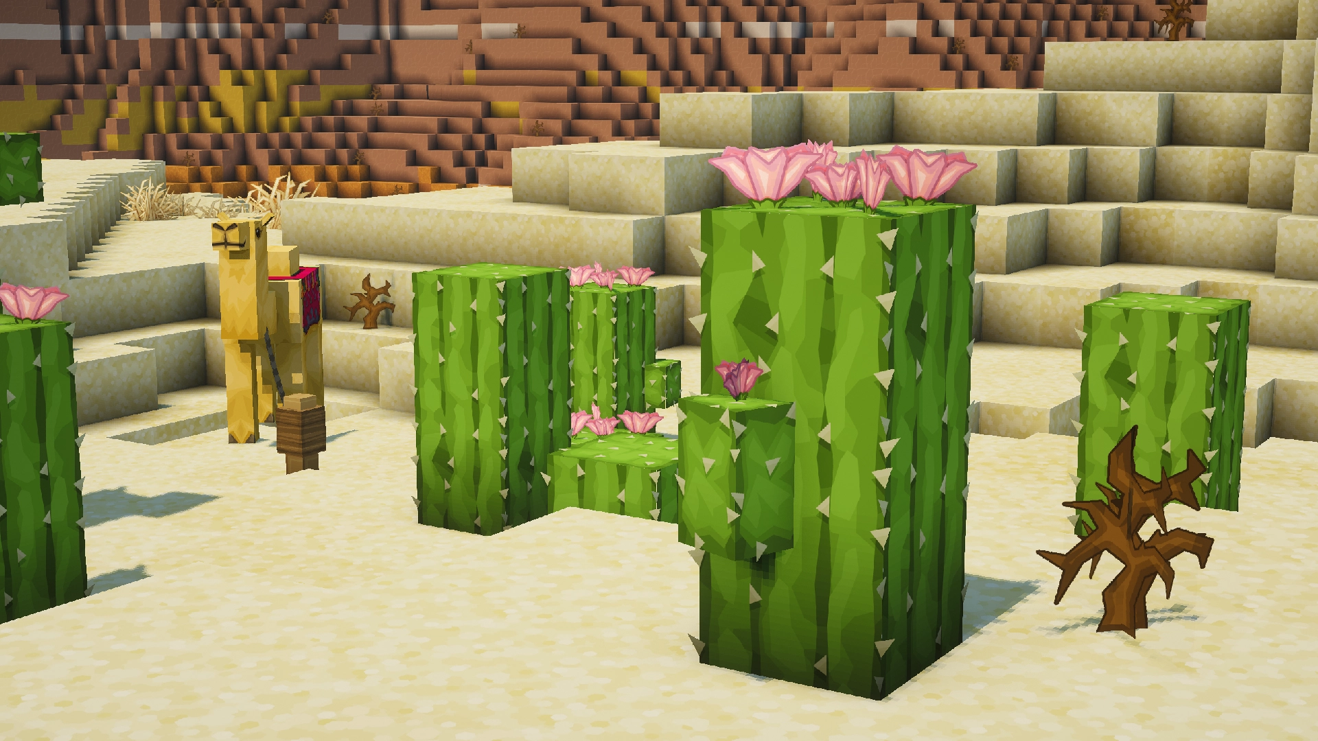 Cacti Variations